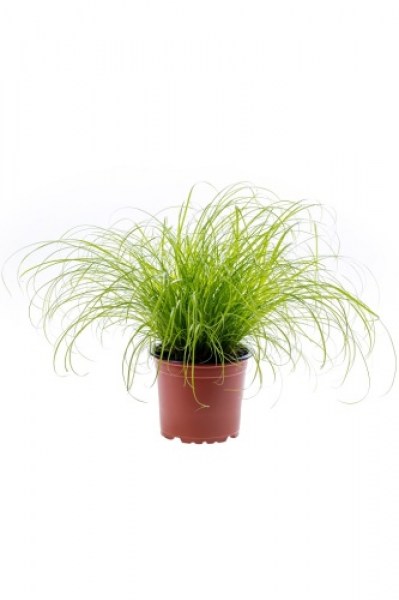 cyperus zumula2